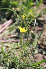 Scorzonera laciniata