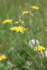 Scorzonera laciniata