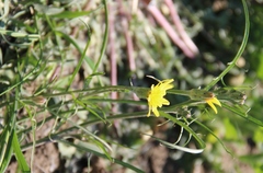 Scorzonera laciniata