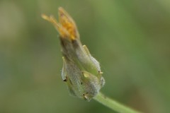 Scorzonera laciniata