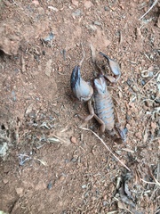 Opistophthalmus