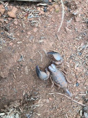 Opistophthalmus