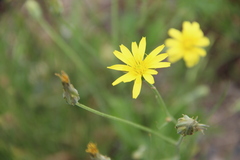 Scorzonera laciniata