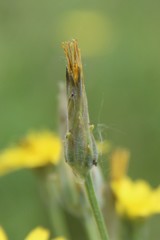 Scorzonera laciniata