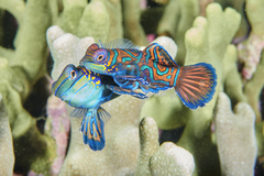 Synchiropus splendidus