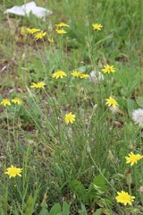 Scorzonera laciniata