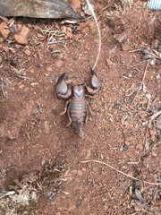 Opistophthalmus
