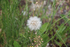 Scorzonera laciniata