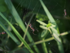 Micrathena swainsoni