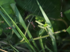 Micrathena swainsoni