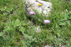 Psephellus daghestanicus