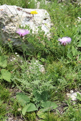 Psephellus daghestanicus