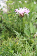 Psephellus daghestanicus