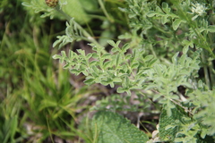 Psephellus daghestanicus