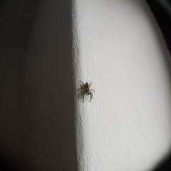 Menemerus bivittatus