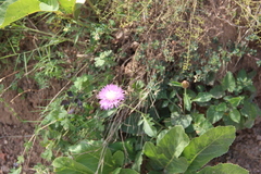 Psephellus daghestanicus