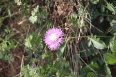 Psephellus daghestanicus