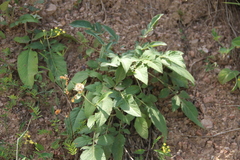 Psephellus daghestanicus