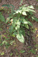 Psephellus daghestanicus