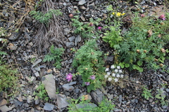 Psephellus daghestanicus