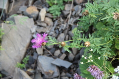 Psephellus daghestanicus