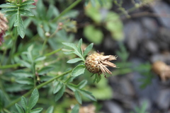 Psephellus daghestanicus