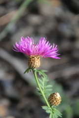 Psephellus daghestanicus