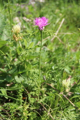 Psephellus daghestanicus