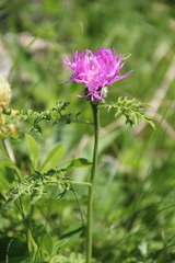 Psephellus daghestanicus