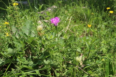 Psephellus daghestanicus