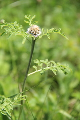 Psephellus daghestanicus