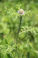 Psephellus daghestanicus