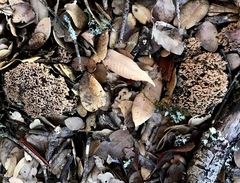 Ramaria violaceibrunnea