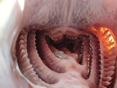 Caranx caninus
