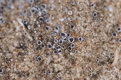 Myriolecis crenulata