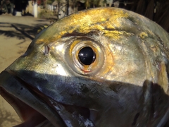 Caranx caninus