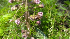 Apis mellifera