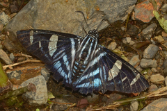 Elbella patrobas