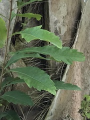 Morella cerifera image