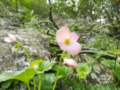 Begonia uniflora