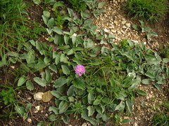 Psephellus holophyllus