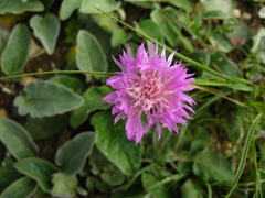 Psephellus holophyllus