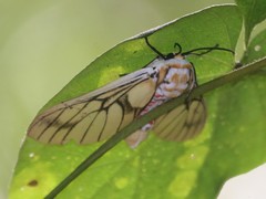 Balacra rubrostriata