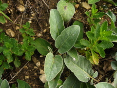 Psephellus holophyllus