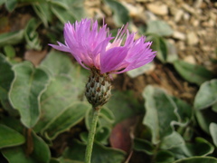 Psephellus holophyllus