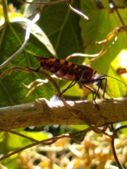 Sephina
