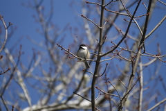 Poecile atricapillus image