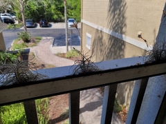 Tillandsia recurvata image