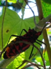 Sephina