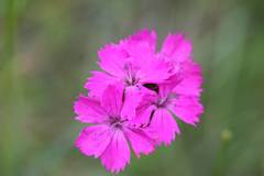 Dianthus pontederae